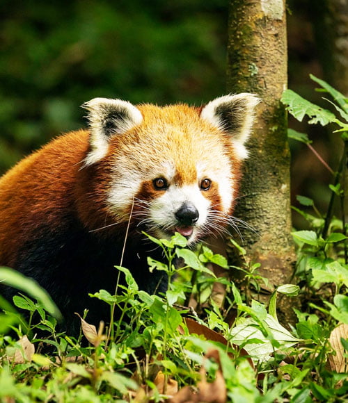 Padmaja Naidu Himalayan Zoological Park