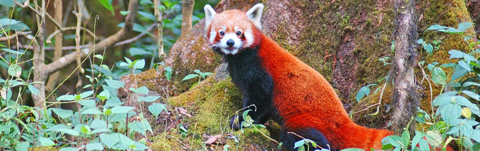 Singalila National Park