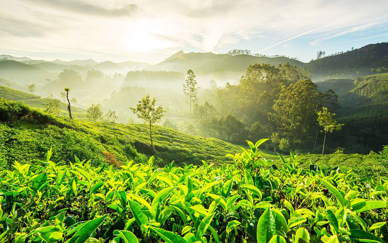 Tea Plantations